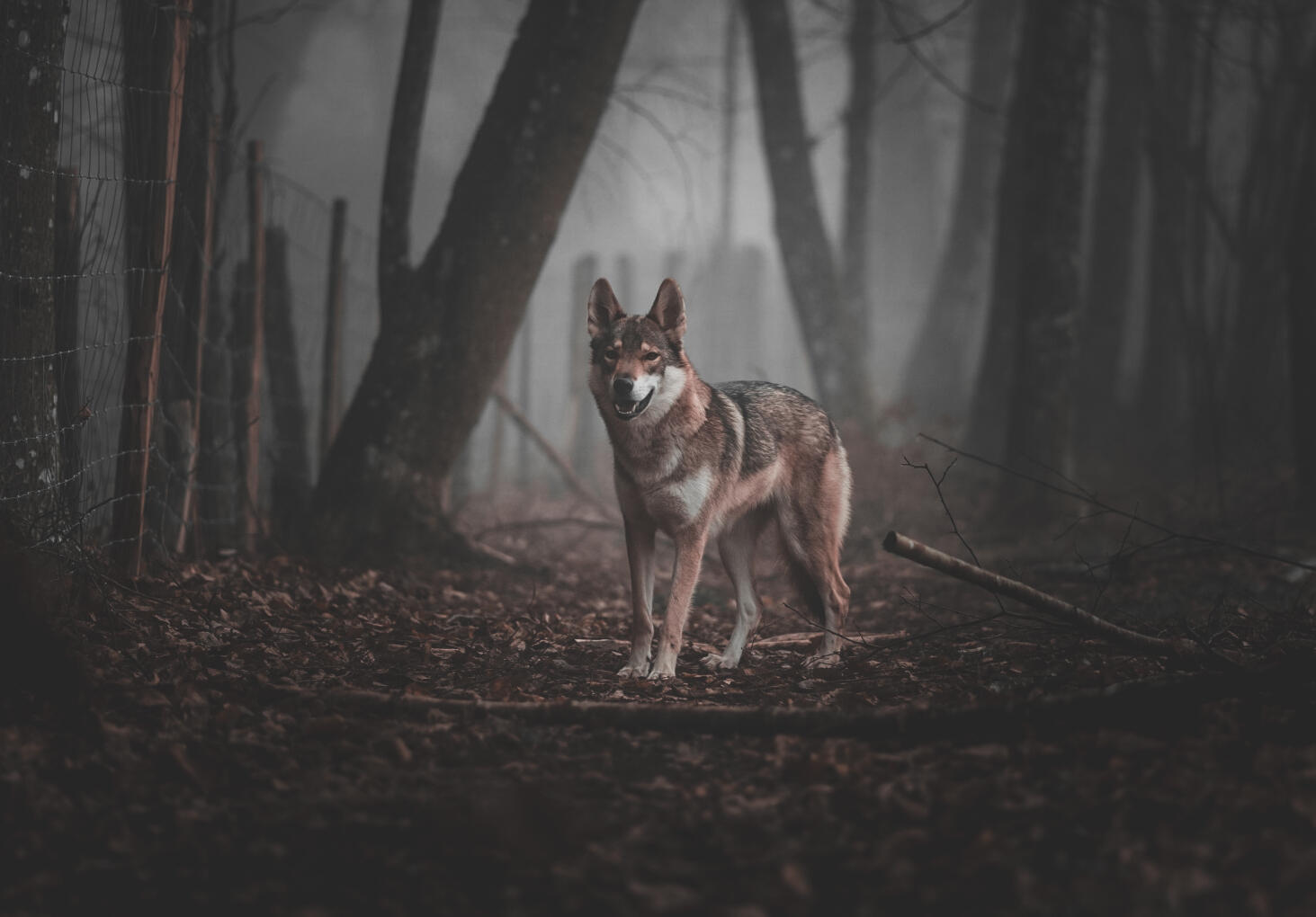 calm forest background symbolizing connection with instinct and nature